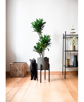 Ayaklı Saksıda Draceana Compacta 130 cm